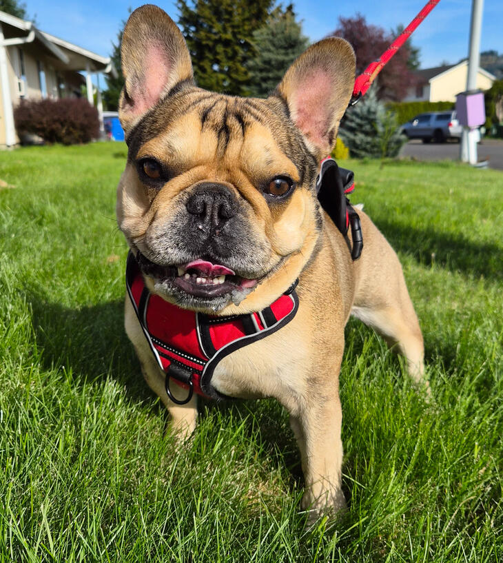 Hank