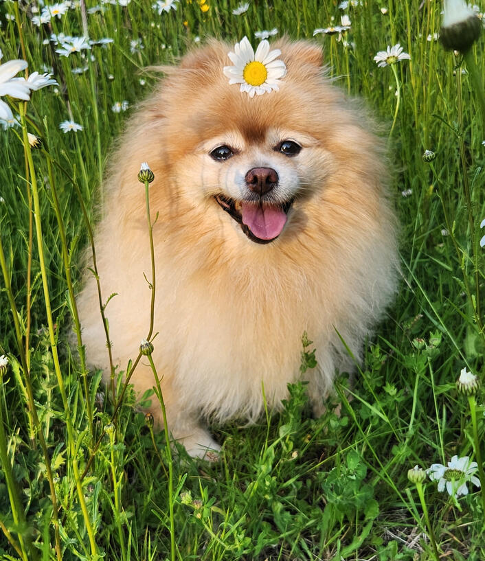 Mimi