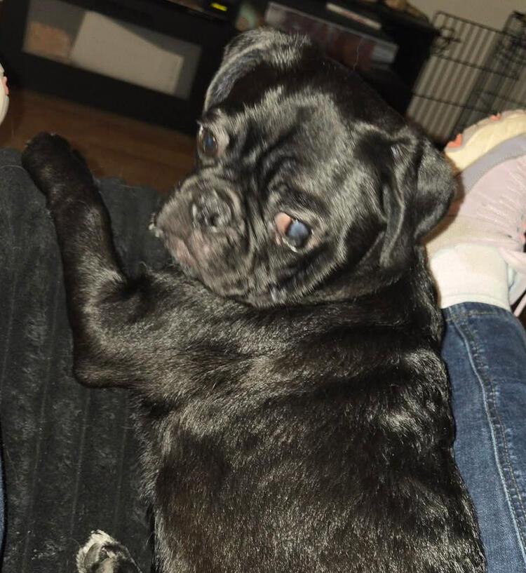 Harley