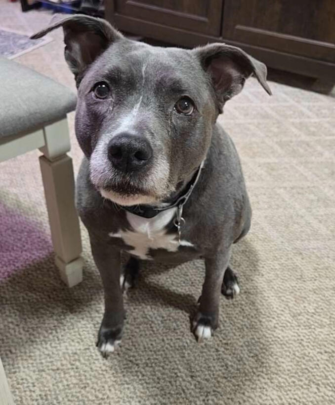 Gemma